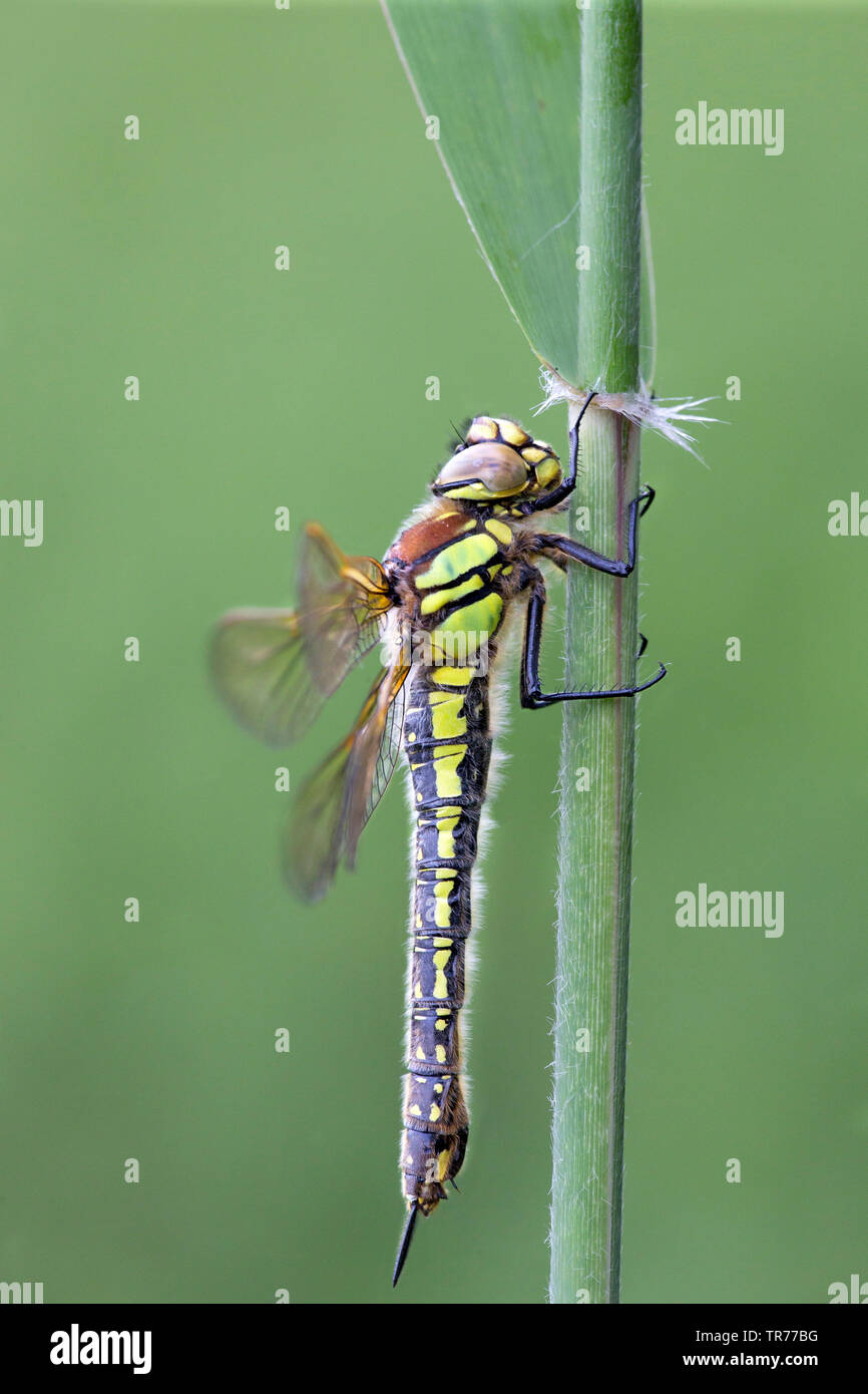 Minor hairy dragonfly, Hairy Dragonfly, Hairy Hawker, Molla Hawker (Brachytron pratense, Brachytron hafniense), seduta su una foglia, Paesi Bassi Foto Stock