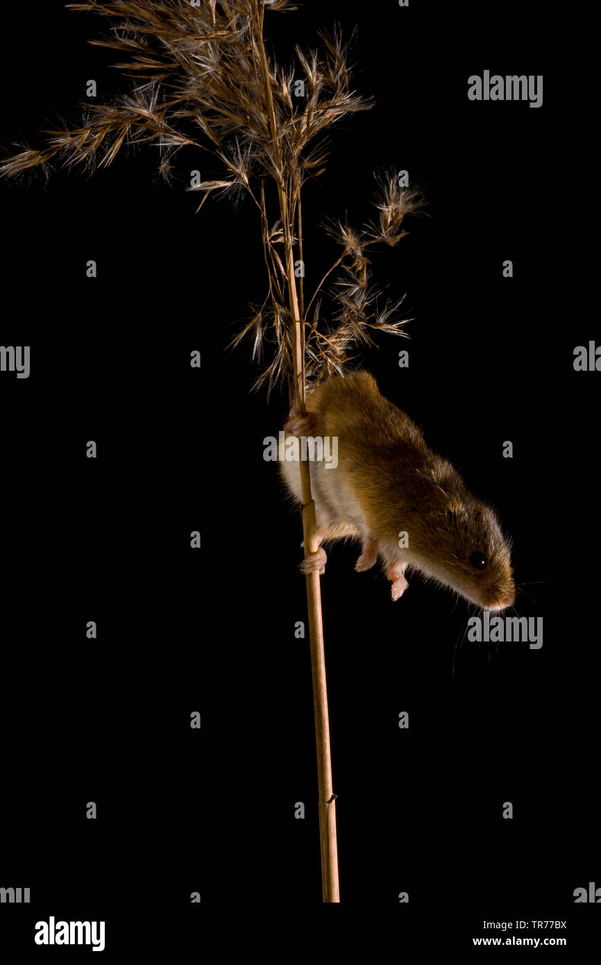 Il vecchio raccolto mondiale di topo (Micromys minutus), arrampicata testa prima a un orecchio di erba, Paesi Bassi Foto Stock