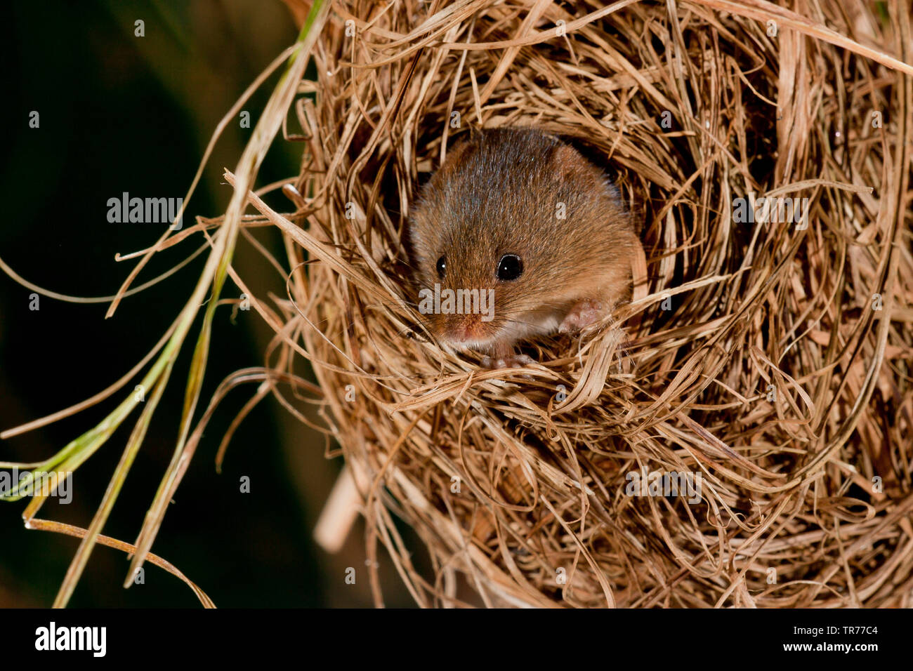 Il vecchio raccolto mondiale di topo (Micromys minutus), alla ricerca di un nido di notte, Paesi Bassi Foto Stock