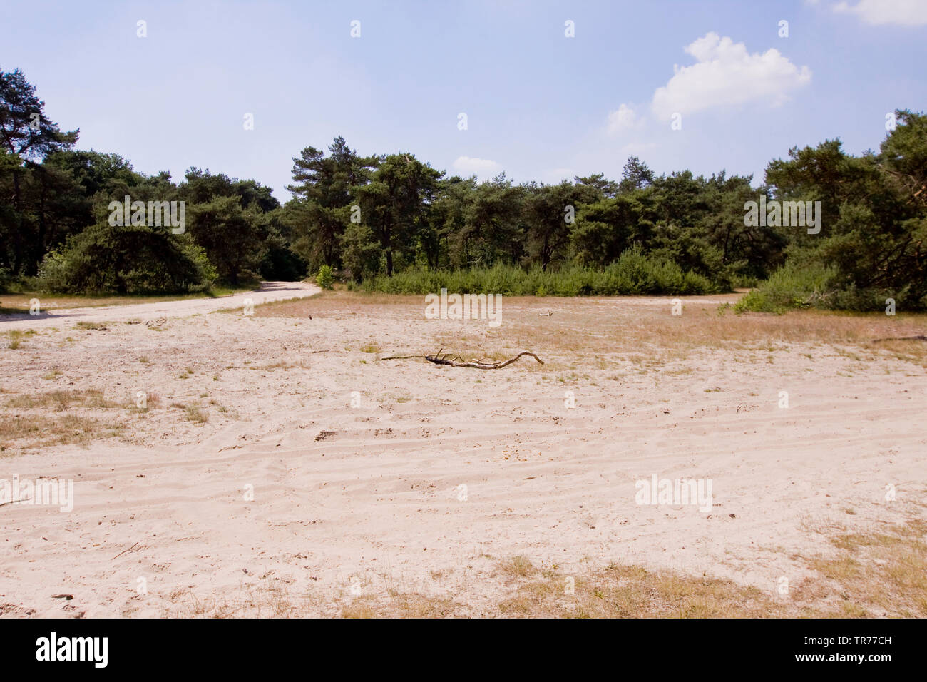 Havelte, Drenthe, Paesi Bassi Foto Stock