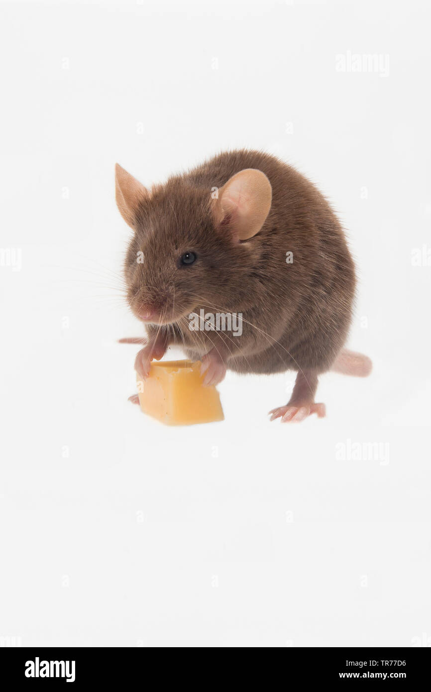 Casa mouse (Mus musculus), mangiare un pezzo di formaggio, Paesi Bassi Foto Stock