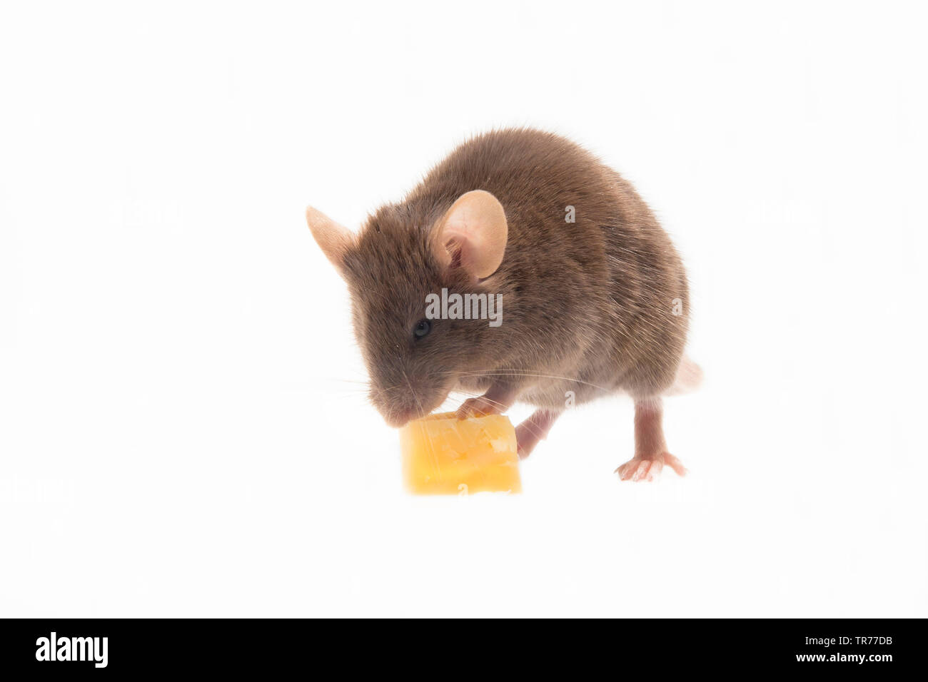 Casa mouse (Mus musculus), mangiare un pezzo di formaggio, Paesi Bassi Foto Stock