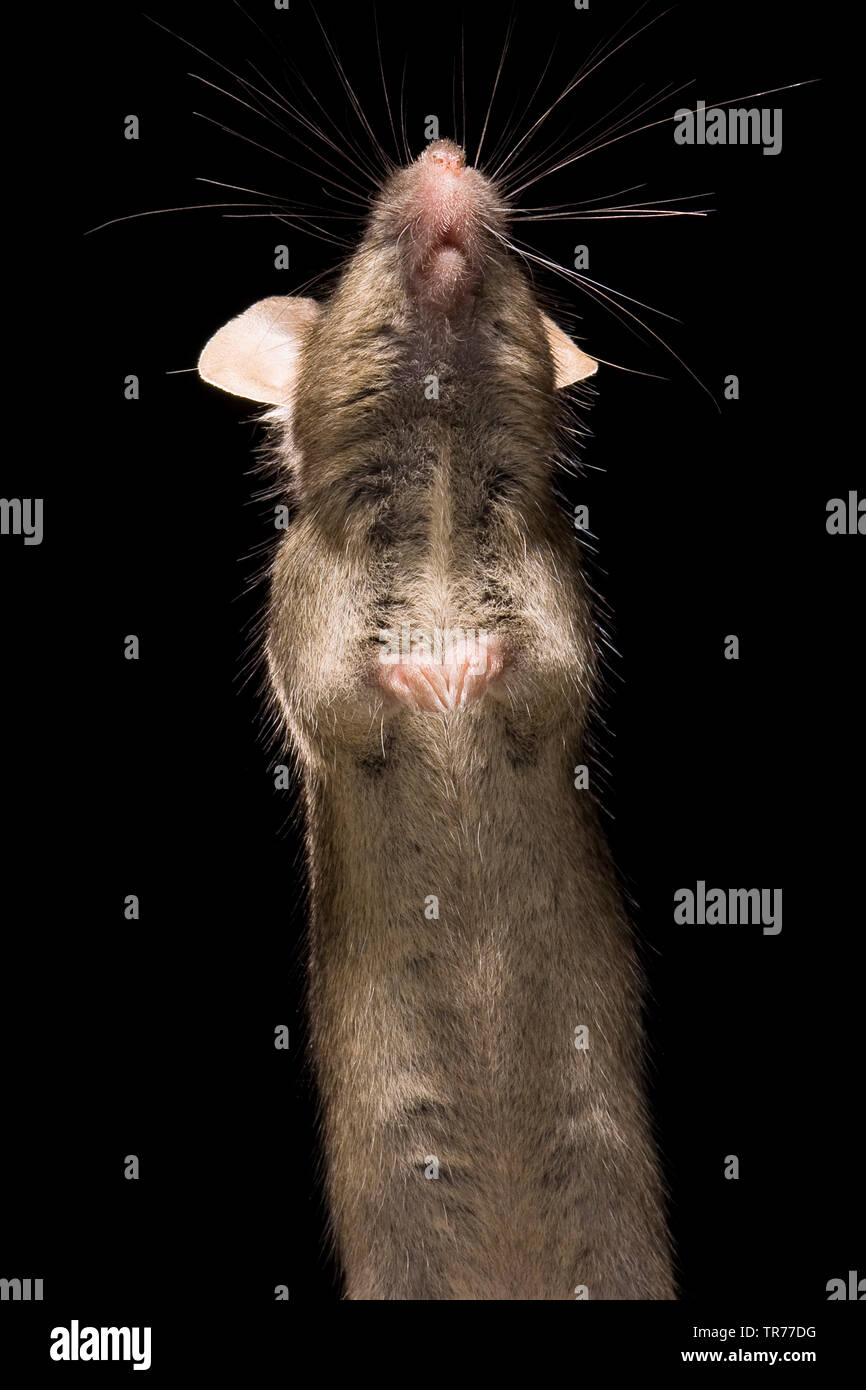 Casa mouse (Mus musculus), che rimangono eretti e guardando in alto, Paesi Bassi Foto Stock
