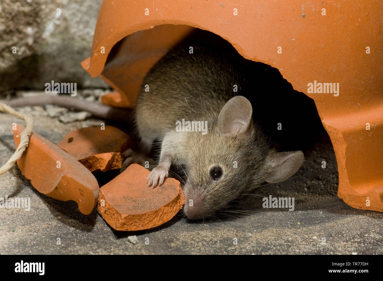 Casa mouse (Mus musculus), lo sniffing sotto la rottura di una pentola di creta, Paesi Bassi Foto Stock