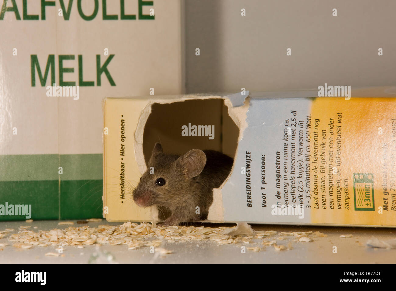 Casa mouse (Mus musculus), guardando fuori un pacchetto di fiocchi di avena, Paesi Bassi Foto Stock