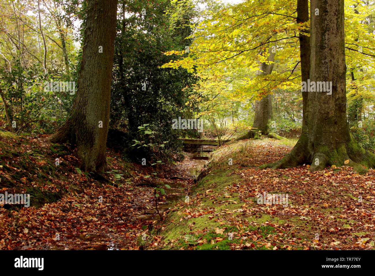 Foresta a De Colckhof, Paesi Bassi Foto Stock
