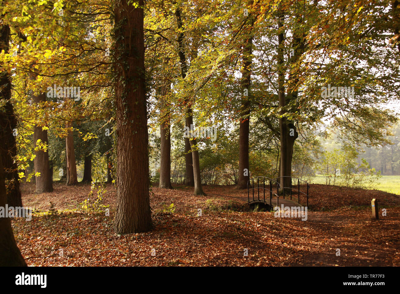 Foresta a De Colckhof, Paesi Bassi Foto Stock