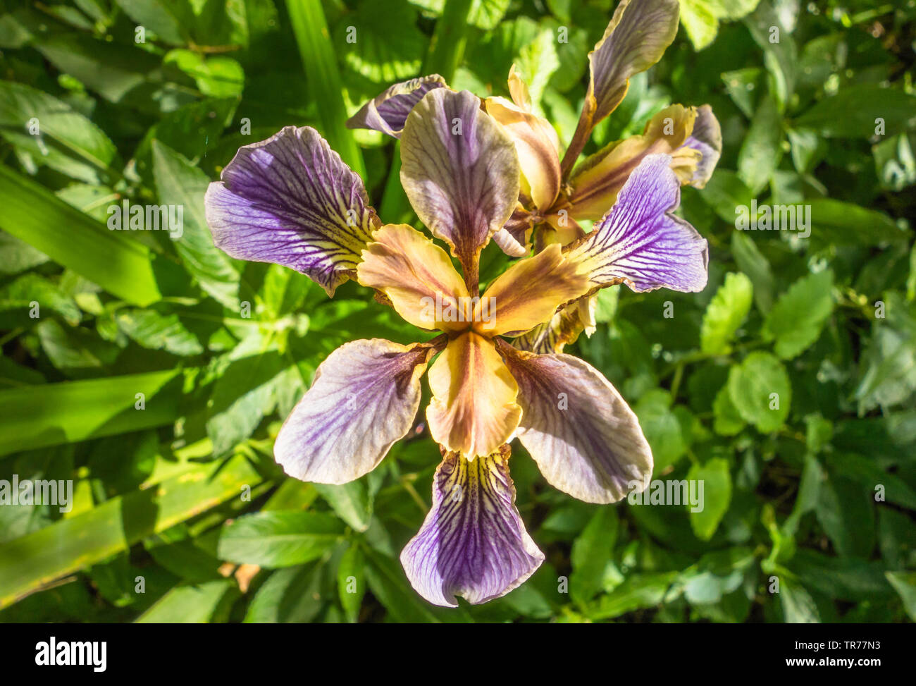 Puzzolente (Iris Iris foetidissima) cresce in una riserva naturale in Herefordshire (UK) Campagna. Maggio 2019 Foto Stock
