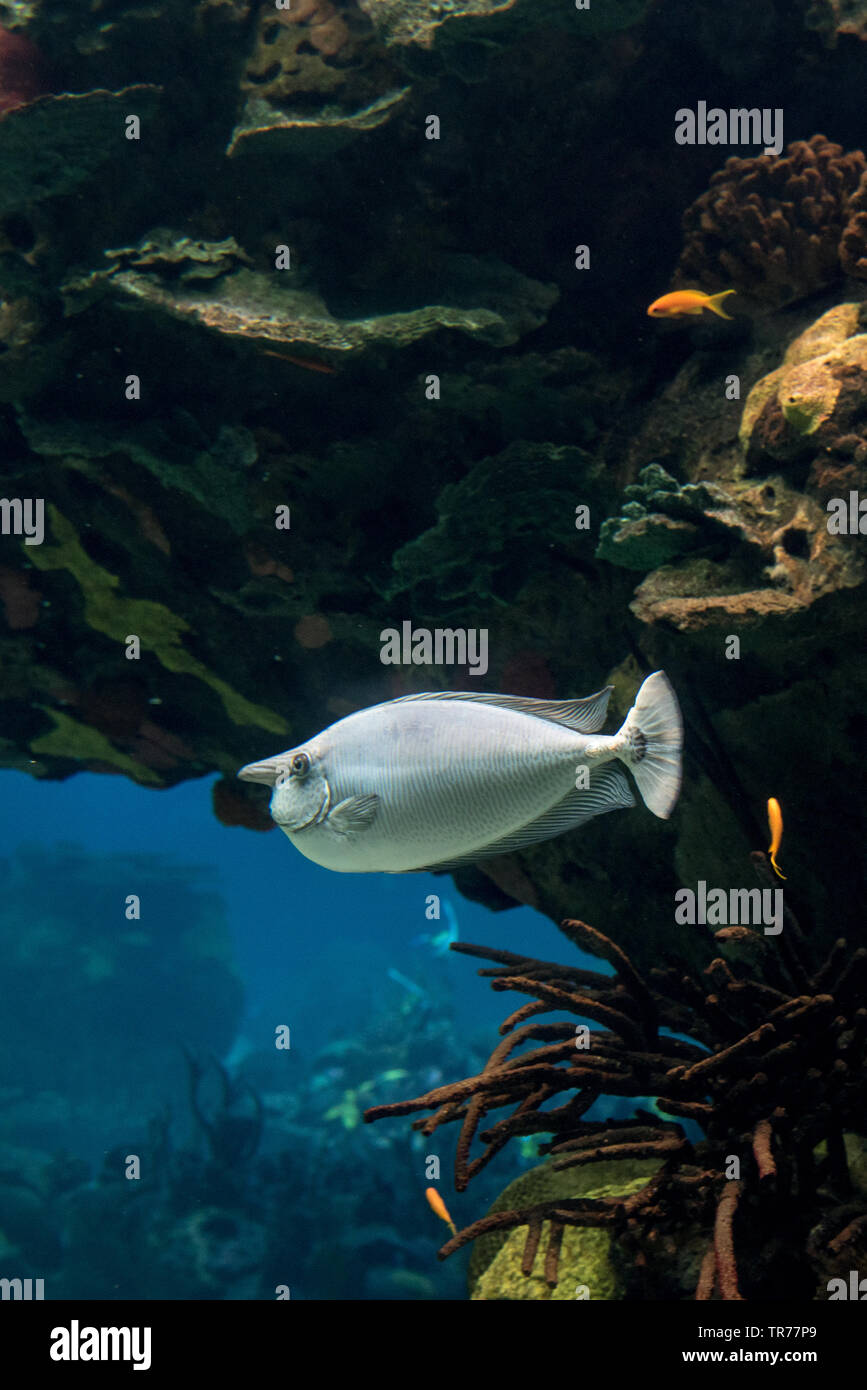 Unicorn chirurgo pesce nuota in habitat ricostruiti, acquario di Lisbona Foto Stock