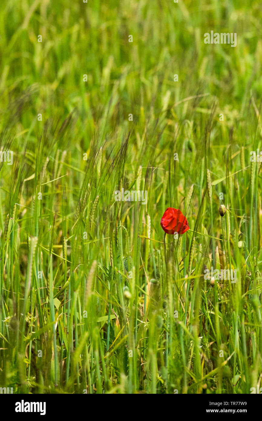 Un unico comune di papavero Papaver rhoeas che cresce in un campo di orzo. Foto Stock