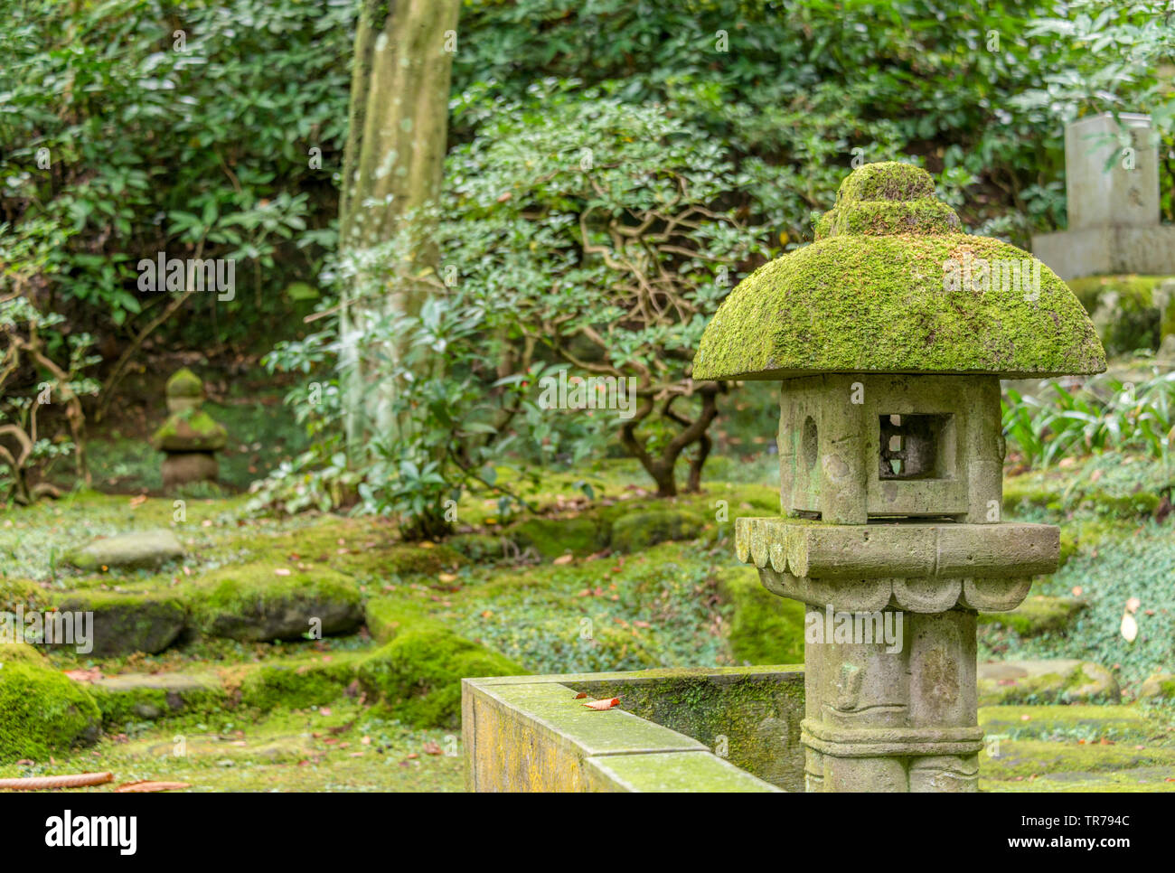 Antico cimitero forestale al tempio Tokei-ji a Kamakura fondato nel 1285, Kanagawa, Giappone Foto Stock