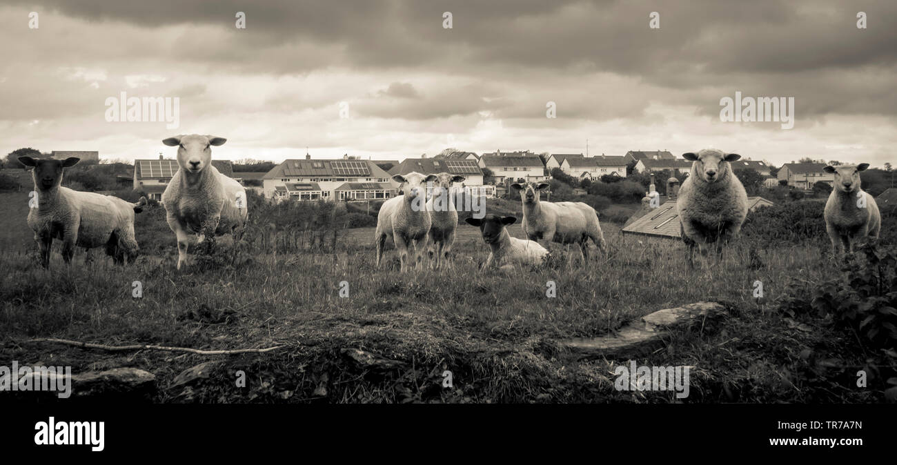 Pecore riuniti sotto un cielo tempestoso, South Devon Foto Stock