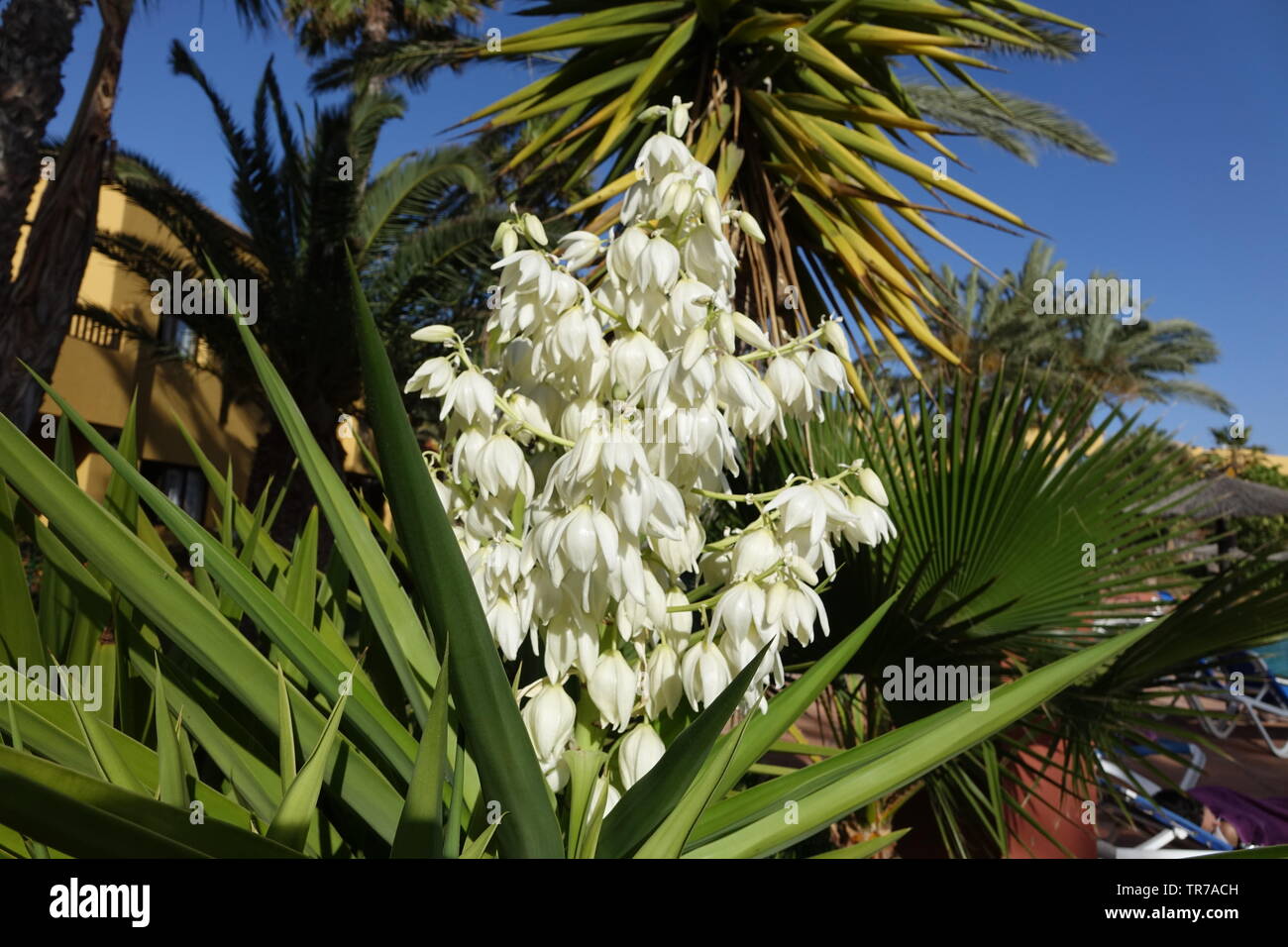 Yucca aloifolia in piena fioritura con splendidi fiori bianchi presi in condizioni di luce solare intensa e trovato in Corralejo Fuerteventura nelle isole Canarie Las Pal Foto Stock