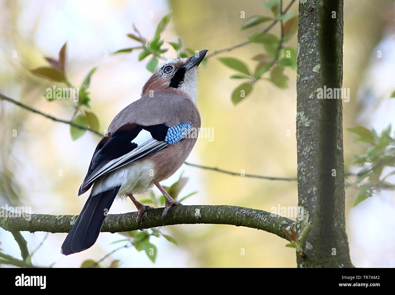 Eurasian Jay (Garrulus glandarius) in posa su di un ramo visto di profilo Foto Stock