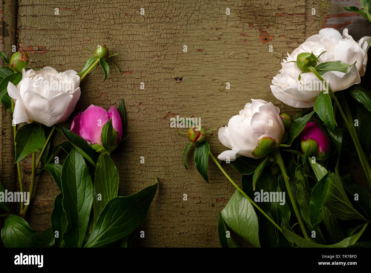 Bianco e rosa peonia fiori Foto Stock