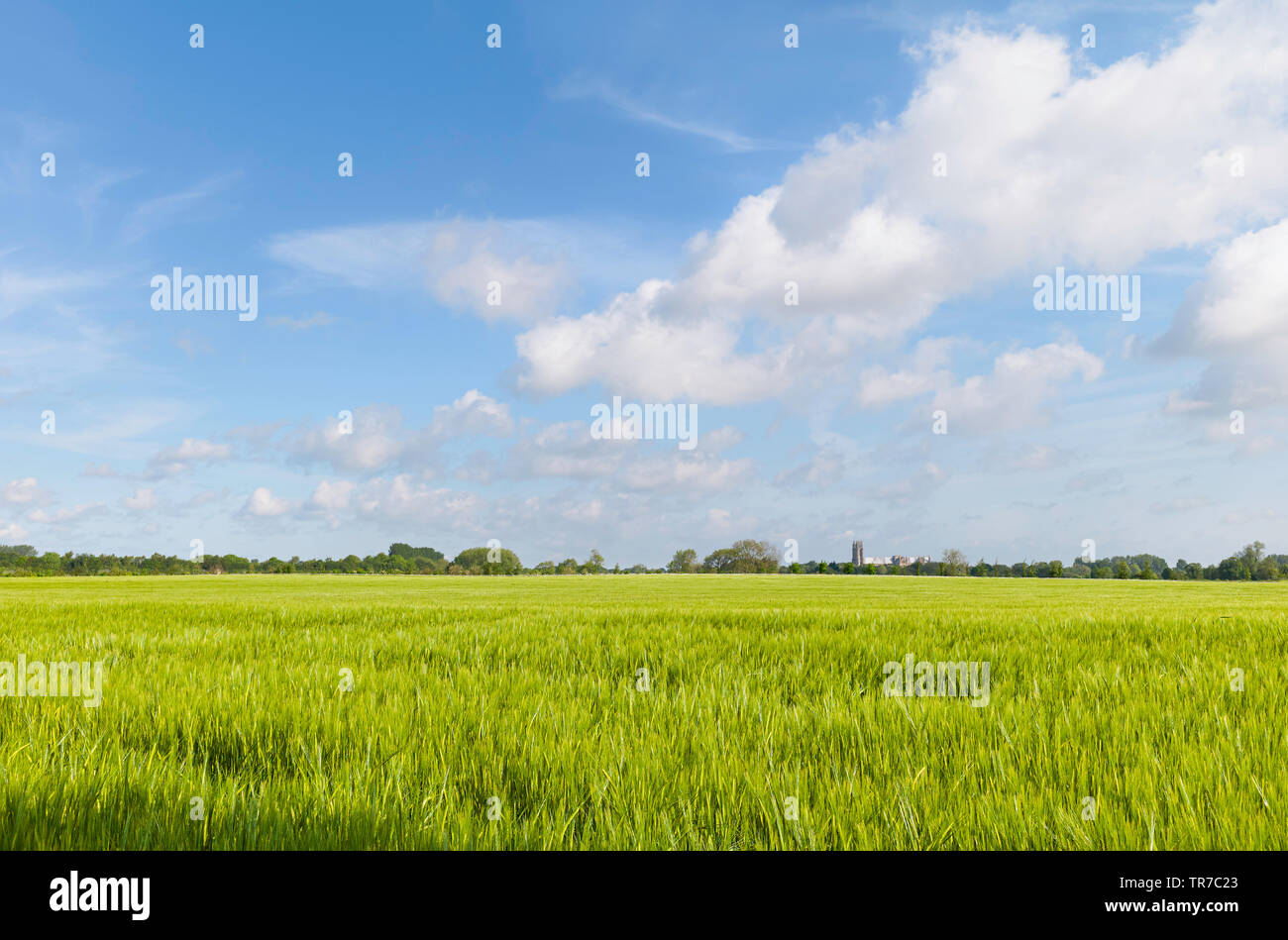 Splendida campagna inglese con campo di grano e antiche minster sull orizzonte sul mattino luminoso sotto il cielo blu a Beverley, nello Yorkshire, Regno Unito. Foto Stock