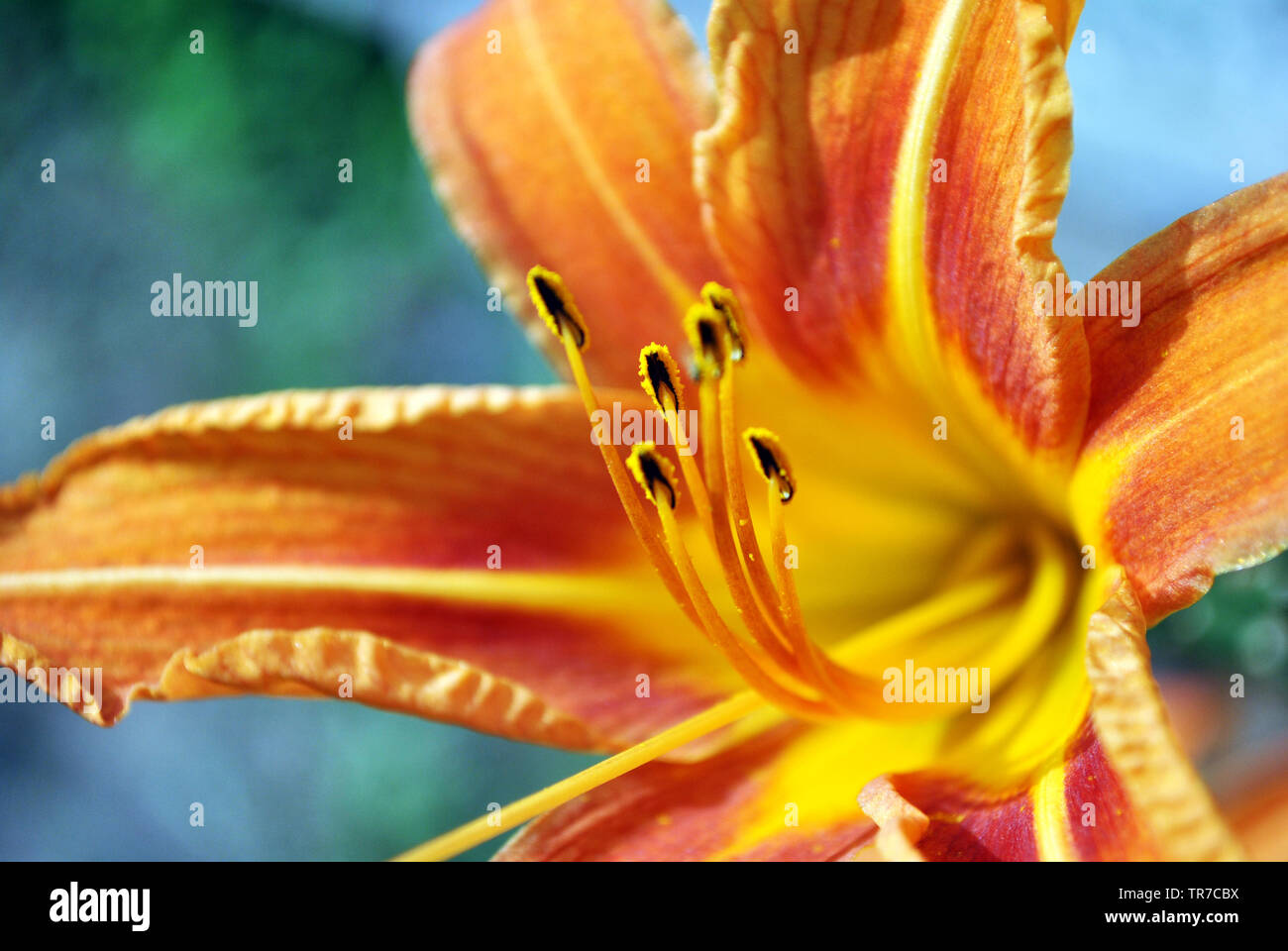 Hemerocallis fulva, l'arancio, bruno, tiger o fulvous daylily, fossato lily (anche la ferrovia, strada, dipendenza giglio lavatoio, Lily) bloming fiore Foto Stock