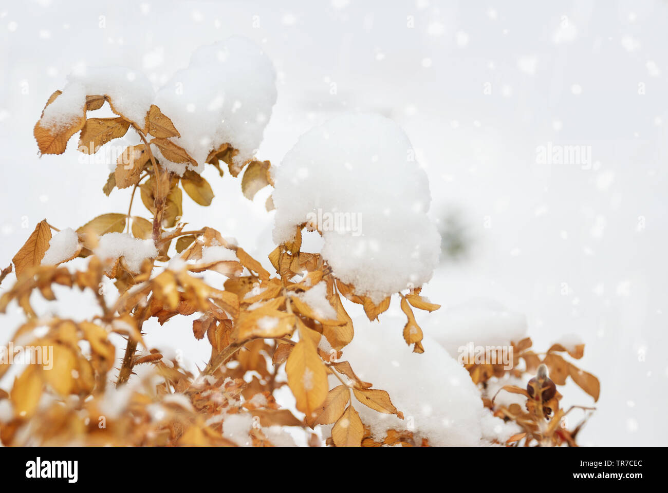 Bellissimo il ramo di arancio e giallo di foglie in inverno sotto la neve. I fiocchi di neve cadono, dolce romantico sfocata sfondo luminoso per la progettazione Foto Stock