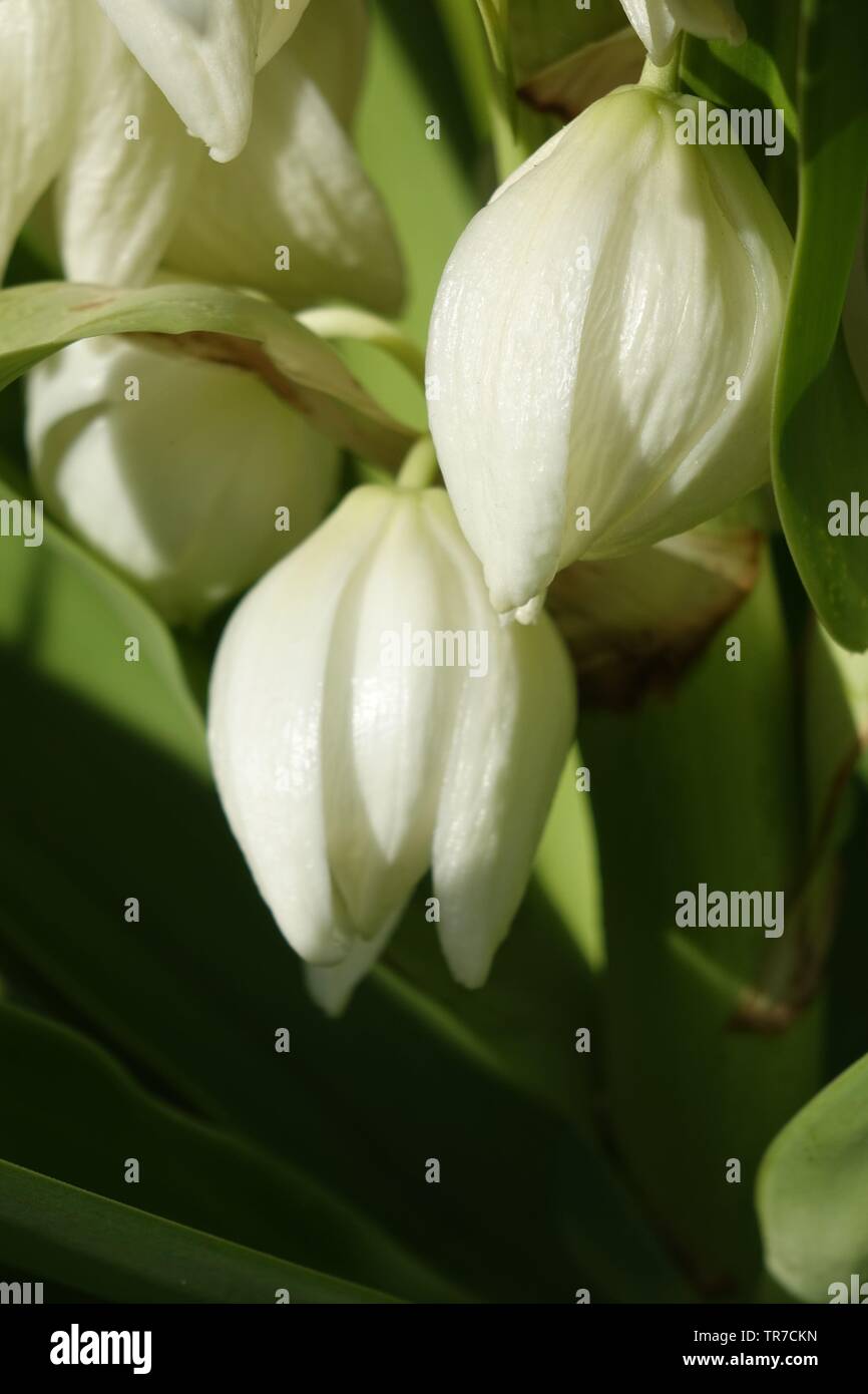 Yucca aloifolia in piena fioritura con splendidi fiori bianchi presi in condizioni di luce solare intensa e trovato in Corralejo Fuerteventura nelle isole Canarie Las Pal Foto Stock