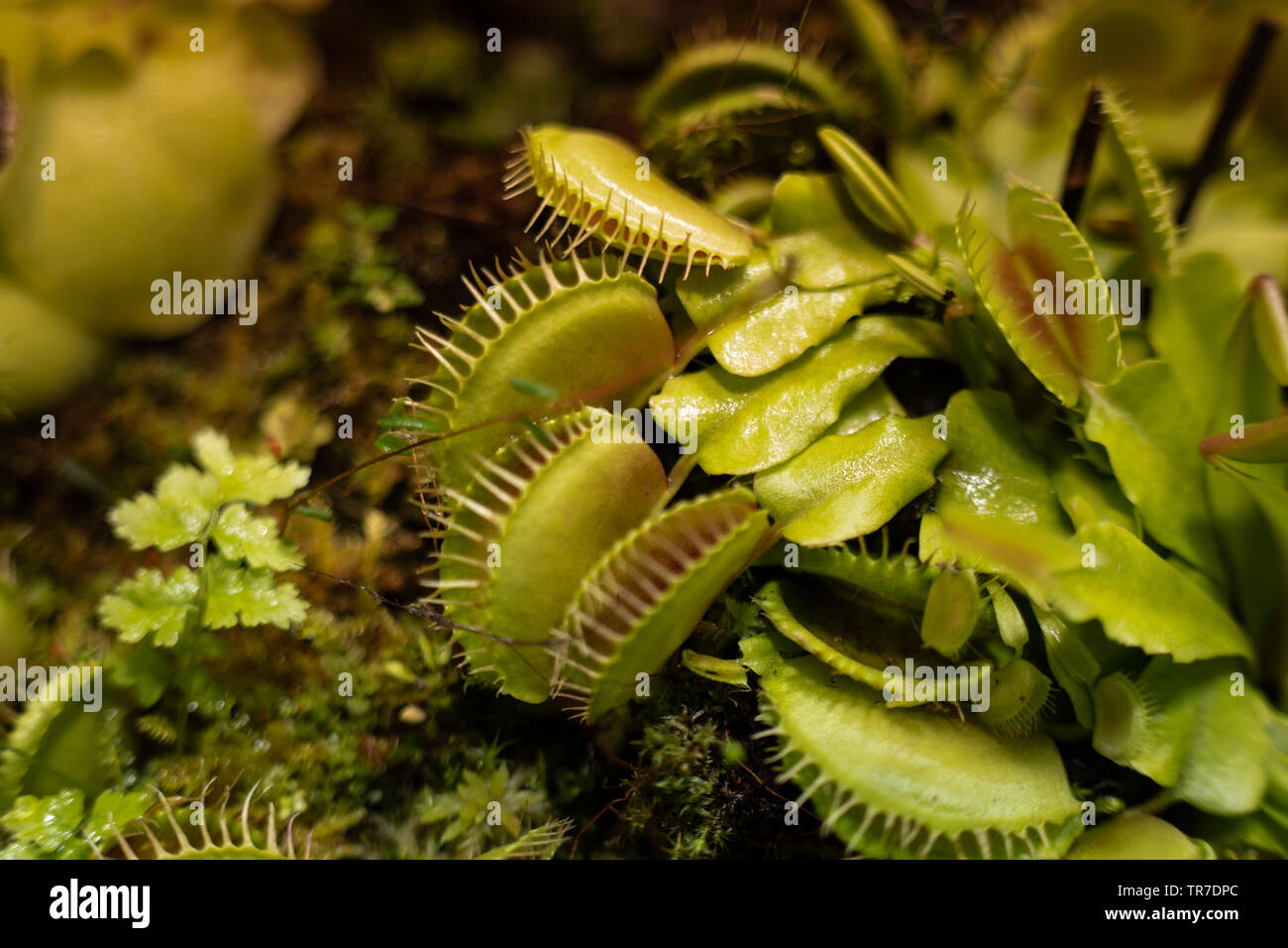 La più famosa delle piante carnivore è flytrap dionea Dionaea muscipula o Venus flytrap. Foto Stock