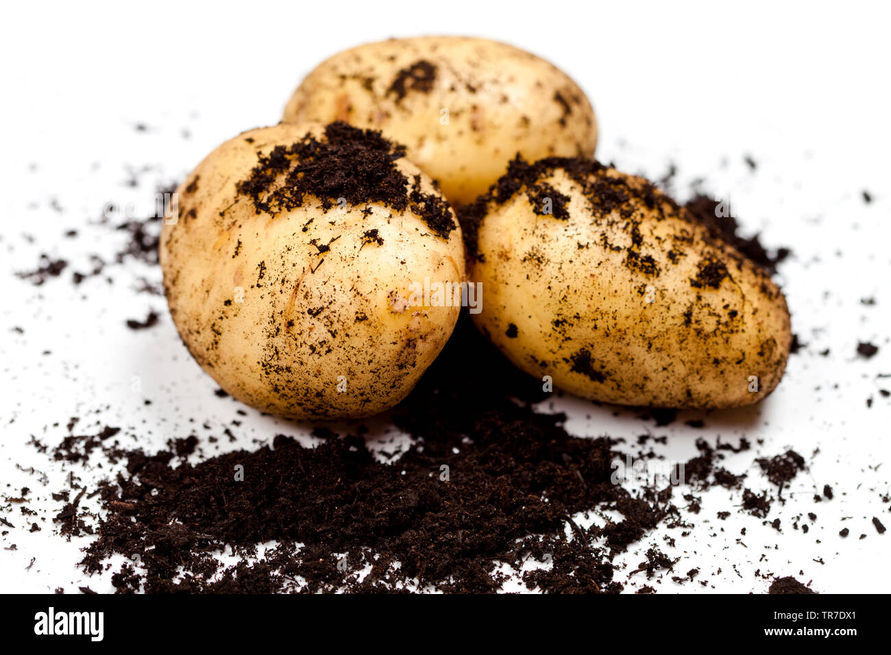 Appena raccolti di patate e terreno isolato su sfondo bianco. Freschi alimenti biologici. Foto Stock