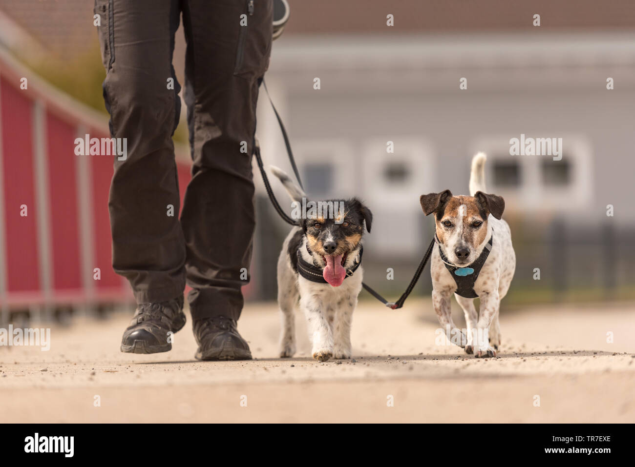 Due cani obbediente a piedi su un guinzaglio con il loro proprietario nel villaggio - molto carino Jack Russell Terrier Foto Stock