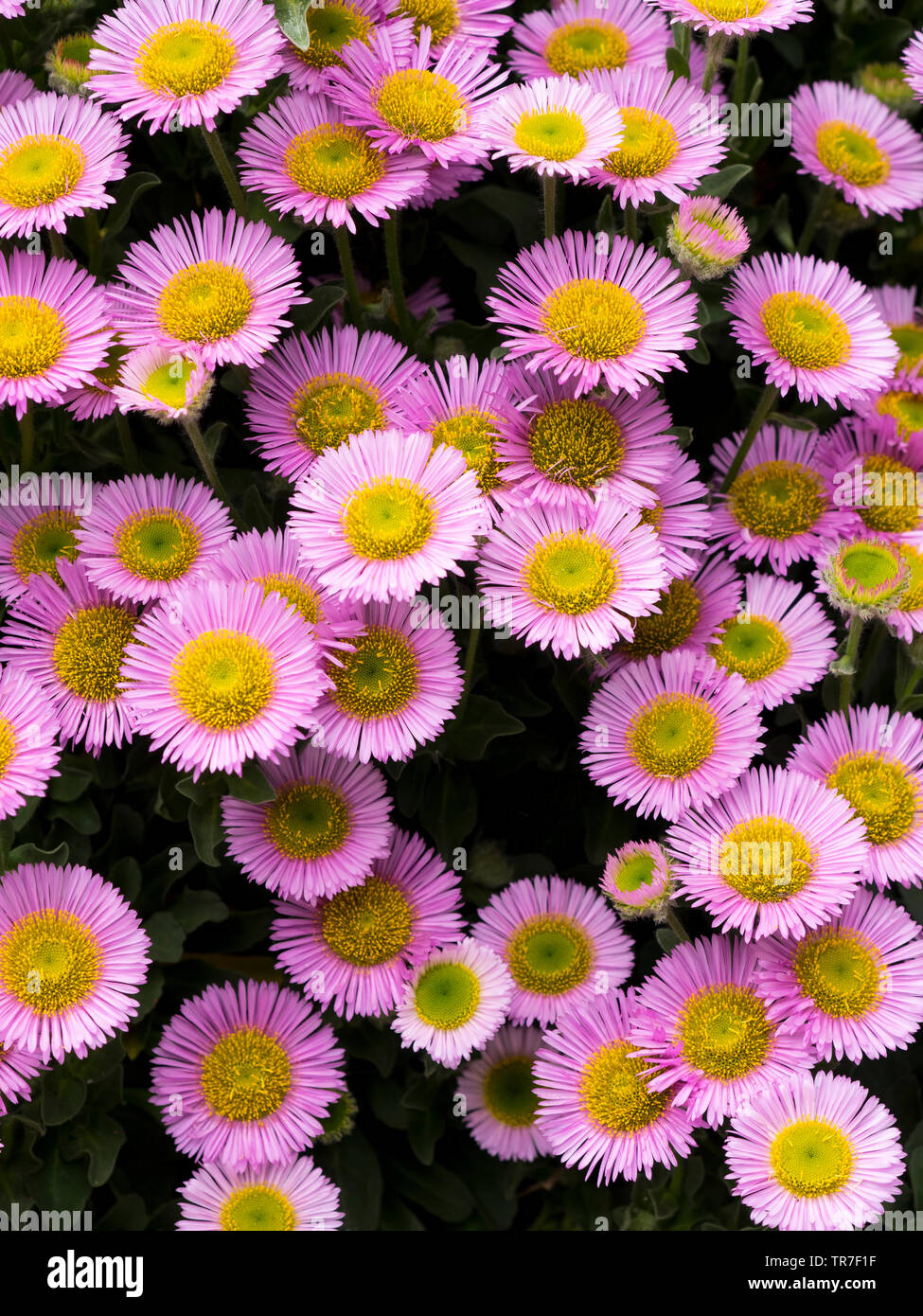 Erigeron gioiello Rosa, Daisy Fleabane fiori da giardino, REGNO UNITO Foto Stock