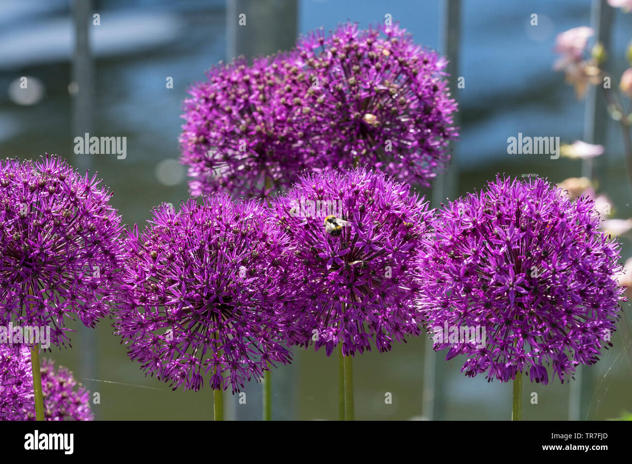 Allium viola sensazione fiori con bee Foto Stock