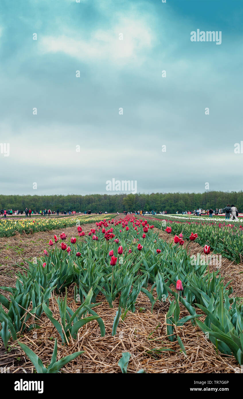 Lutsk, Ucraina - 30 Aprile 2019: Tulip Festival 'Volyn Holland' Foto Stock