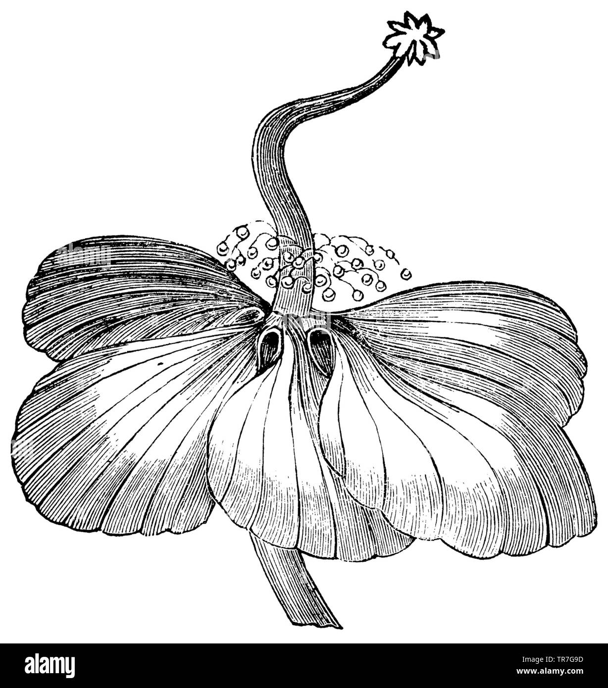 Baobab, Adansonia, anonym (biologia libro, 1881) Foto Stock