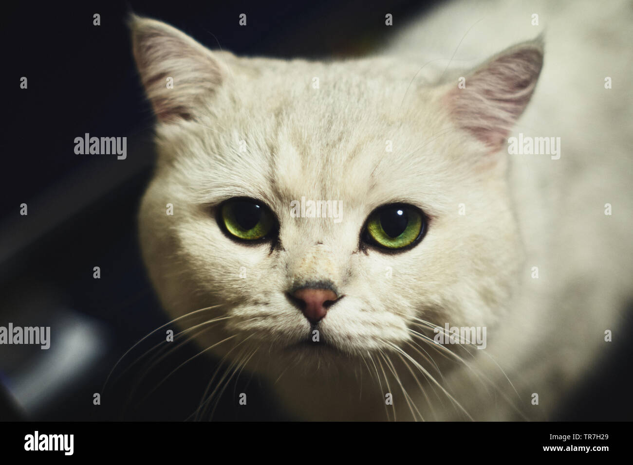 Ritratto di un gatto bianco Foto Stock