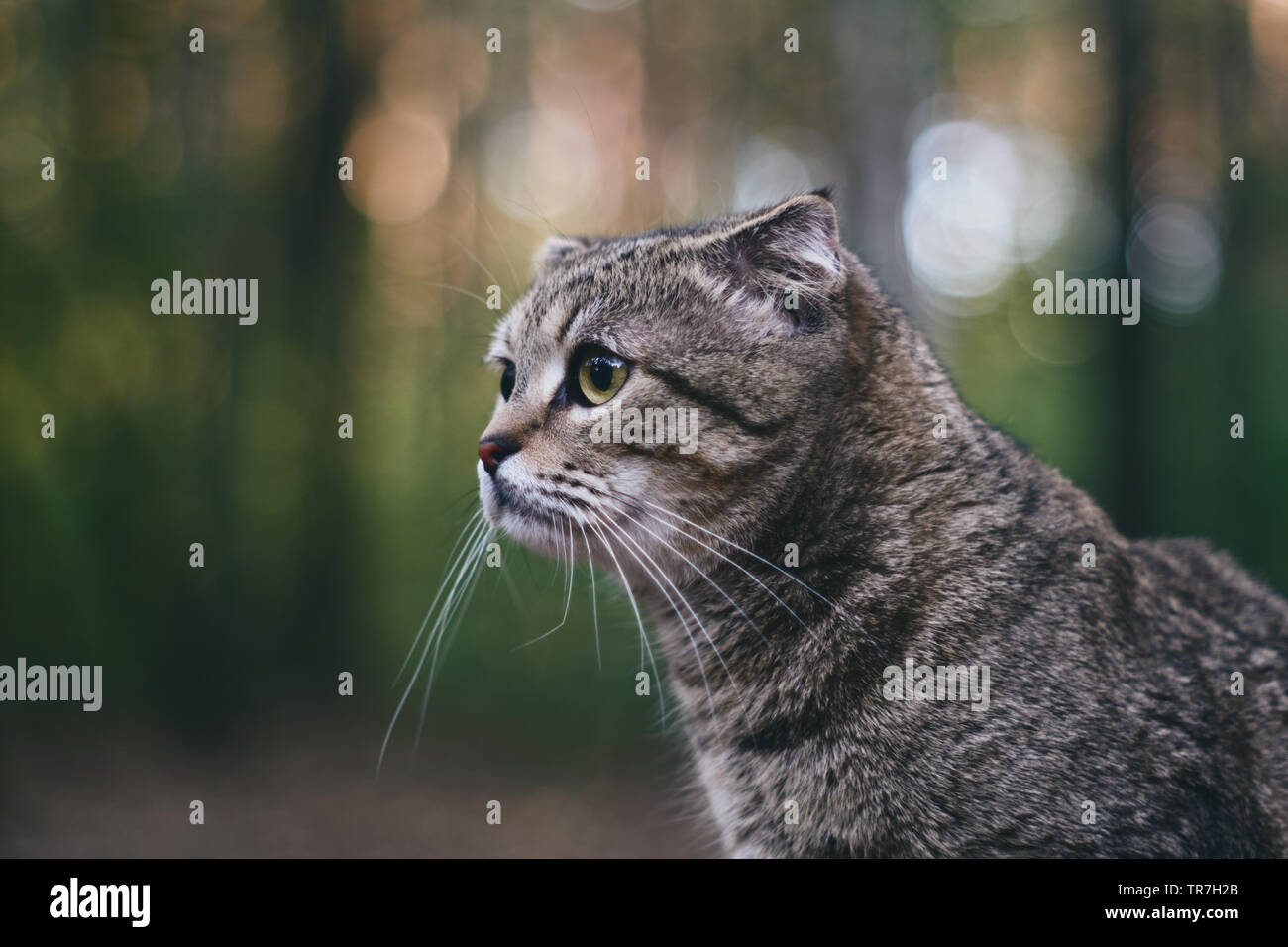 Ritratto di un gatto bianco Foto Stock