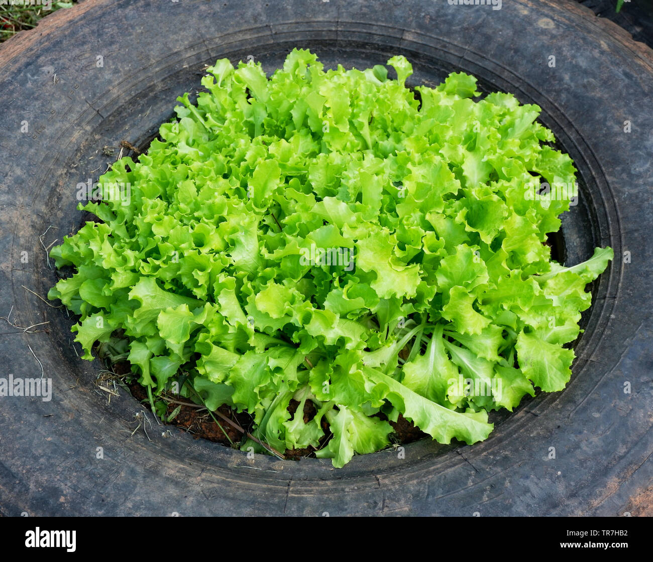 Piantare insalata di lattuga impianto pneumatico Foto Stock