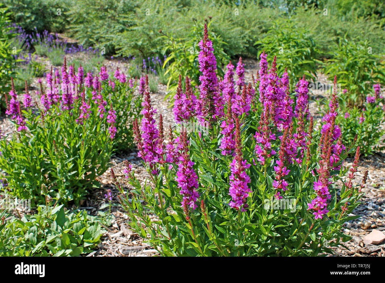 Fioritura viola loosestrife (Lythrum salicaria) cresce ad un giardino. Foto Stock