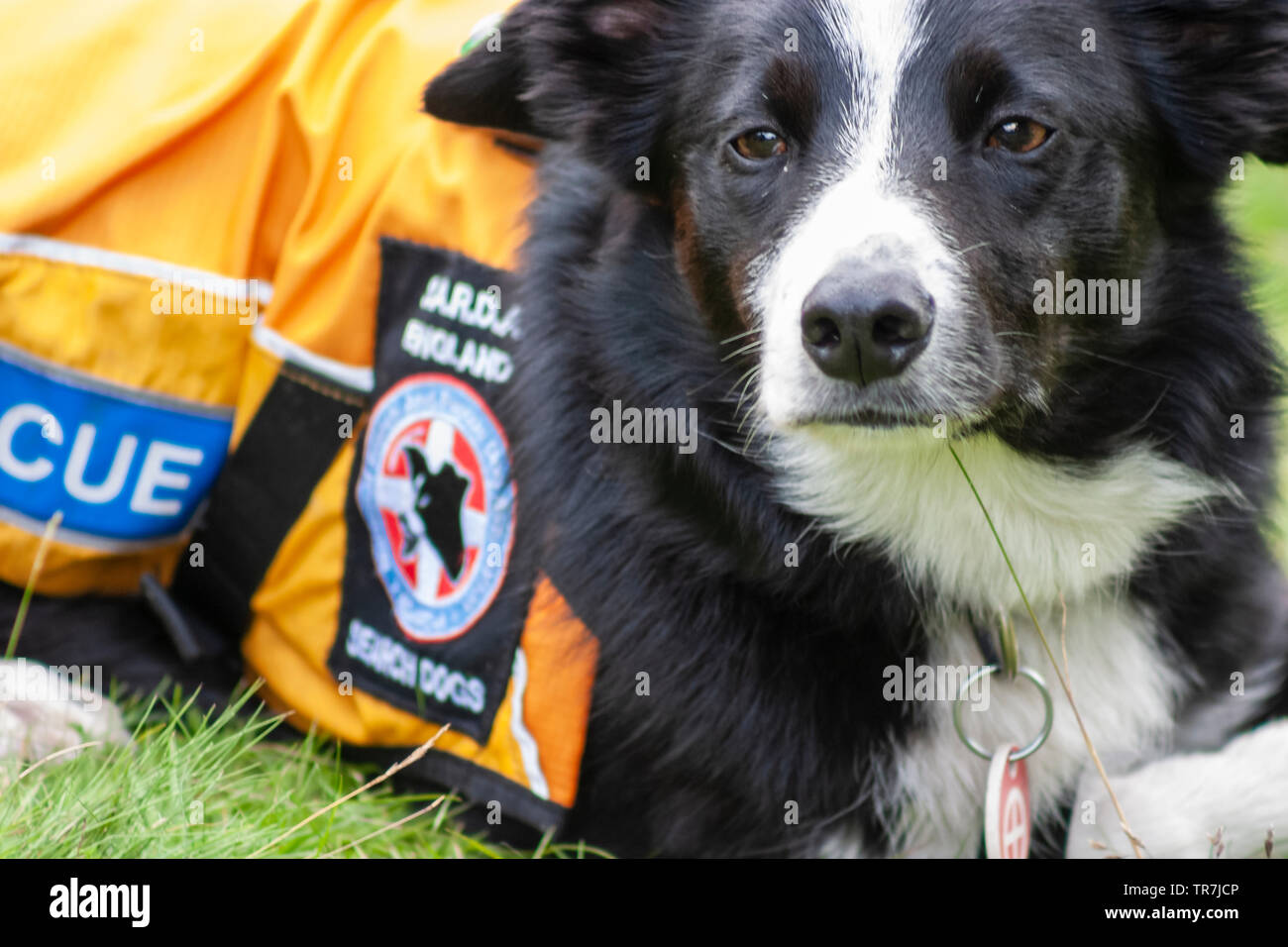 Nazionale di Ricerca e Soccorso Associazione cani cani da salvataggio su esercizio nel nord dell'Inghilterra. Foto Stock