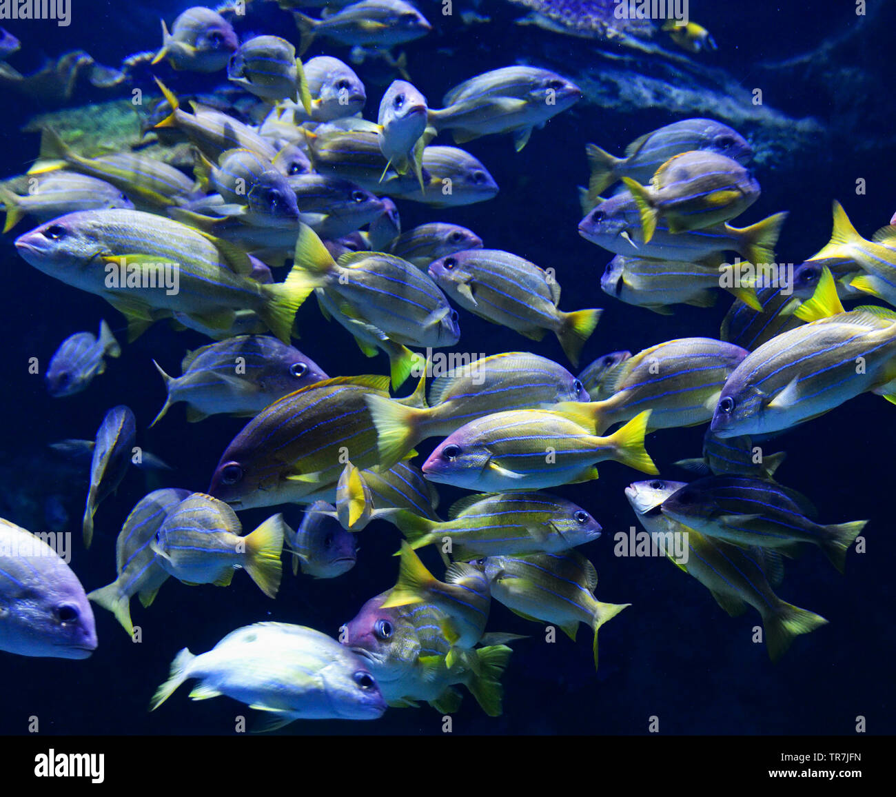 Scuola di pesce azzurro foderato snapper pesce nuotare vita marina oceano subacquea / Lutjanus kasmira Foto Stock