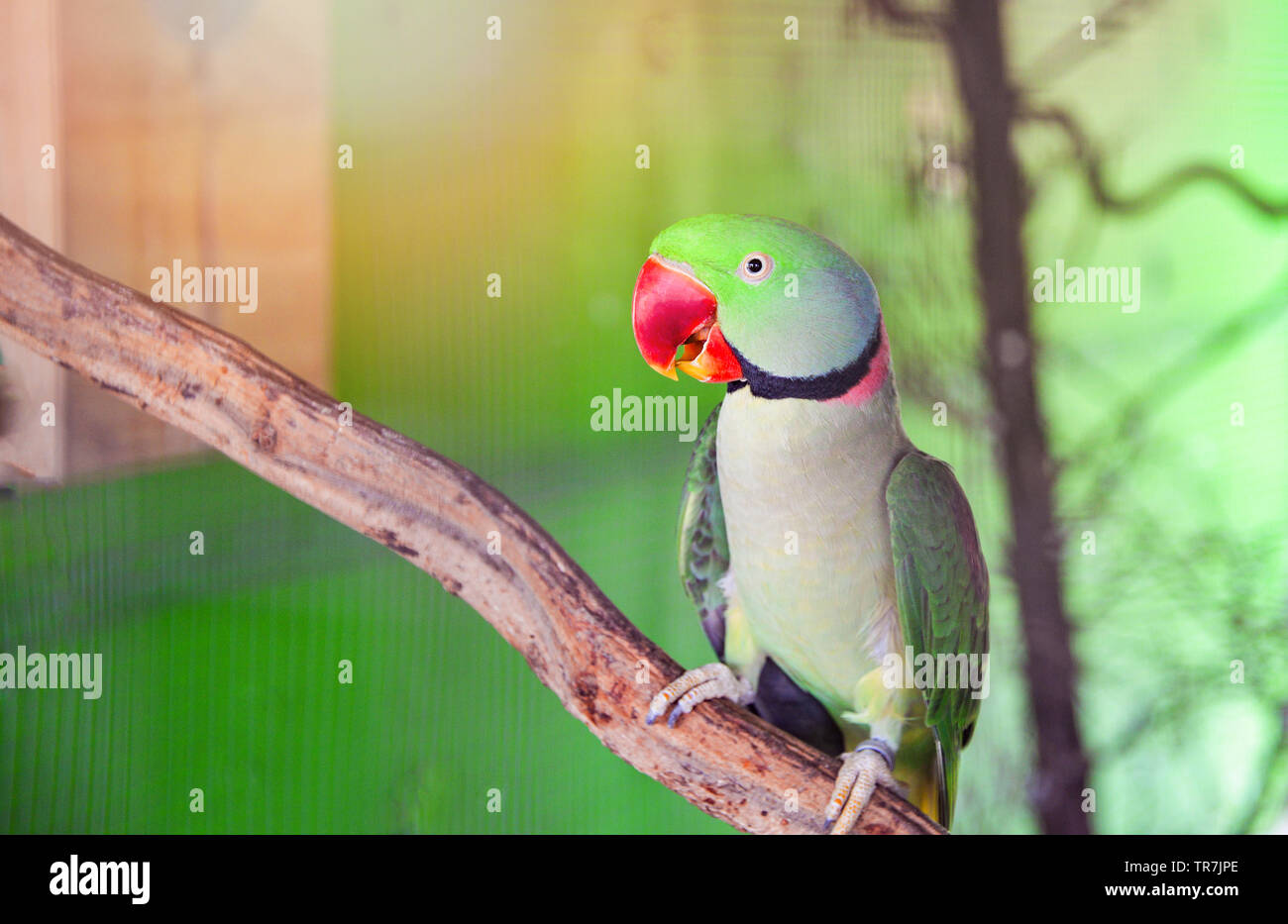 Pappagallo verde pet uccello in gabbia / bellissimo anello rose colli  parrocchetto alessandrino bird Foto stock - Alamy