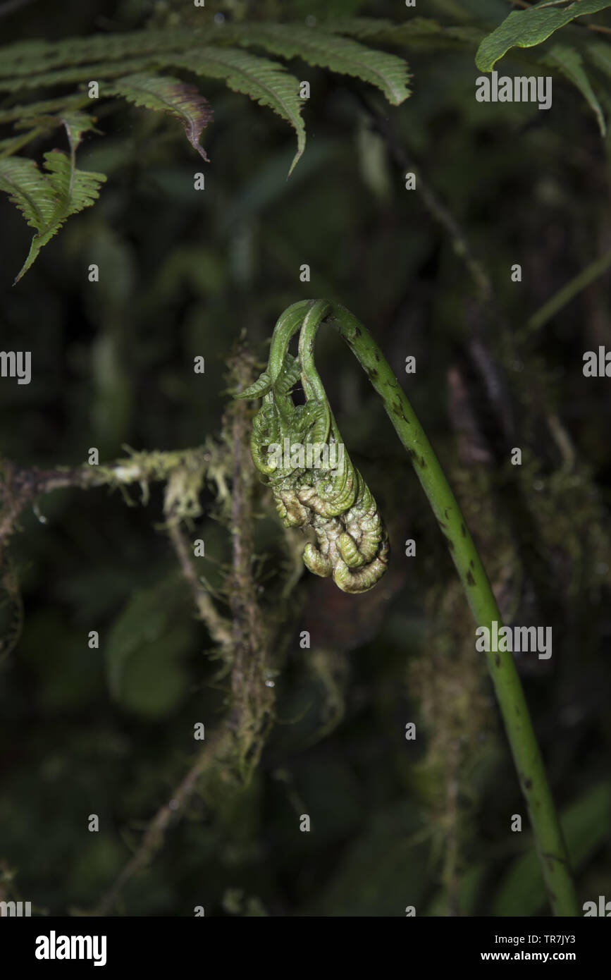 La foresta subtropicale con un sacco di felci copre le pendici occidentali delle Ande a 2200 metri di altezza Bellavista Lodge in Ecuador. Foto Stock