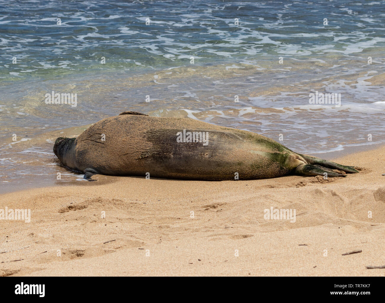 L'Hawaiian foca monaca è la maggior parte in via di estinzione di tutti i mammiferi marini Foto Stock