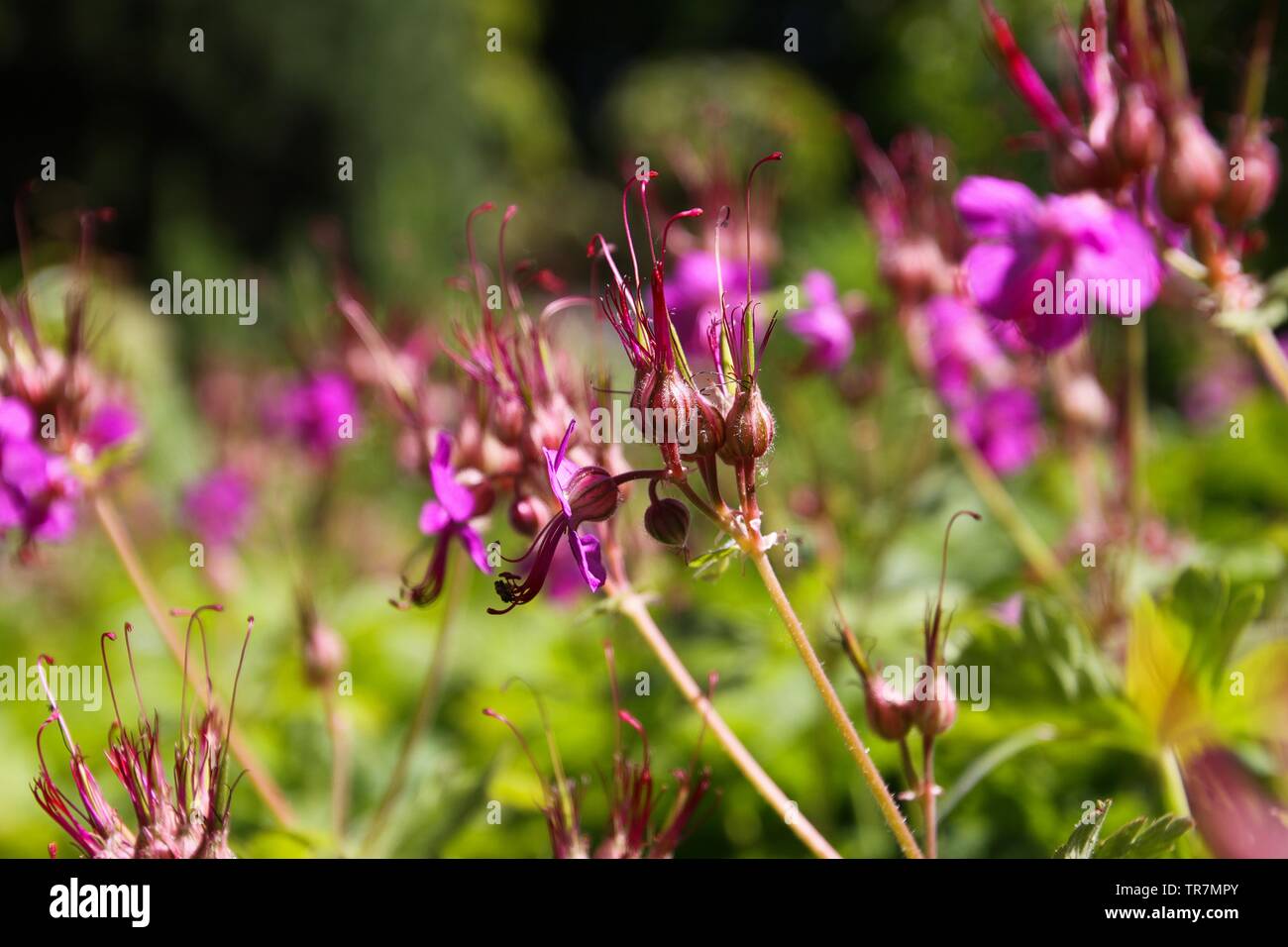 Close up bigroot rosa geranio (macrorrhizum) blossoms con boccioli chiuso e verde sfondo sfocato in letto giardino Foto Stock