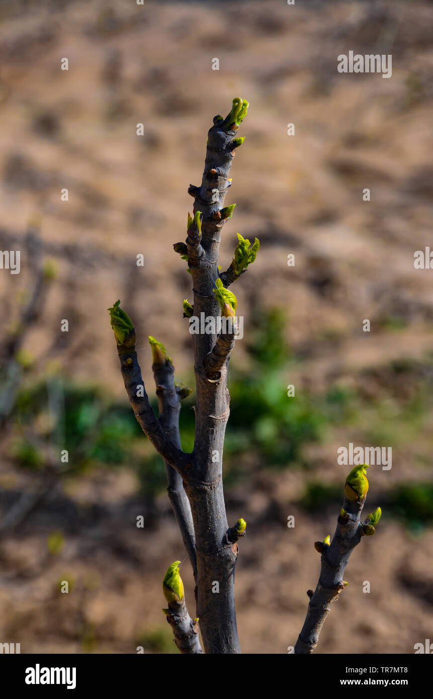 Nuovo impianto crescono in primavera con close up shot Foto Stock