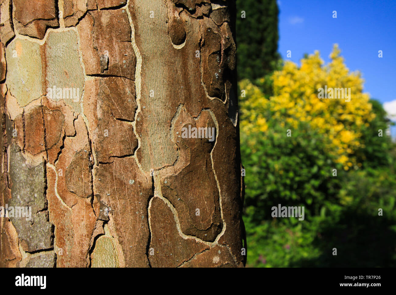 In prossimità della superficie di corteccia di albero piano (sycamore) in presenza di luce solare Foto Stock