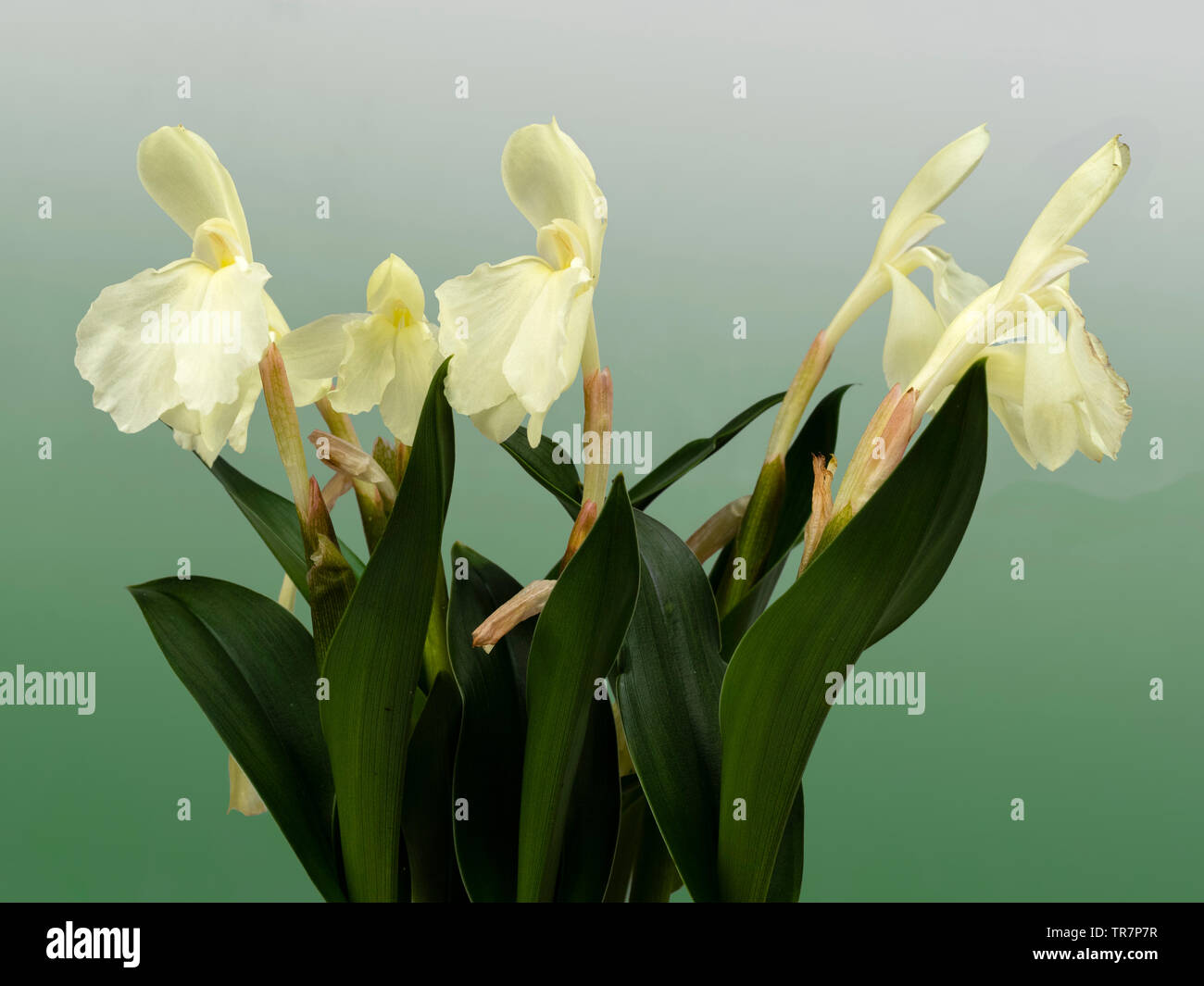 Di colore giallo pallido, orchid come fiori di inizio estate blooming hardy zenzero, Roscoea cauteyoides "Kew bellezza' Foto Stock