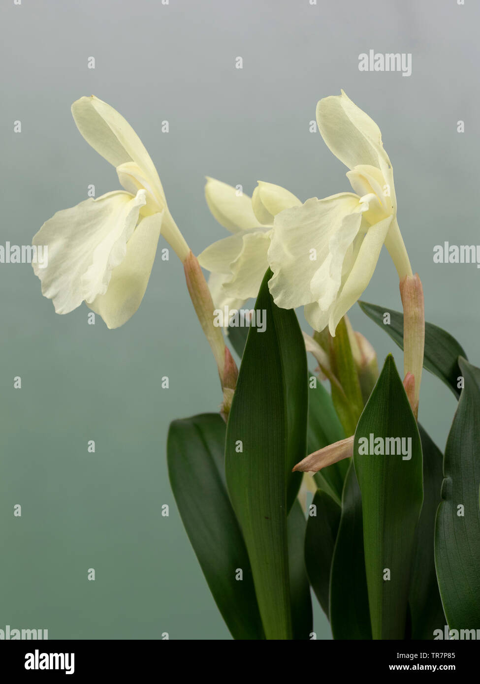 Di colore giallo pallido, orchid come fiori di inizio estate blooming hardy zenzero, Roscoea cauteyoides "Kew bellezza' Foto Stock