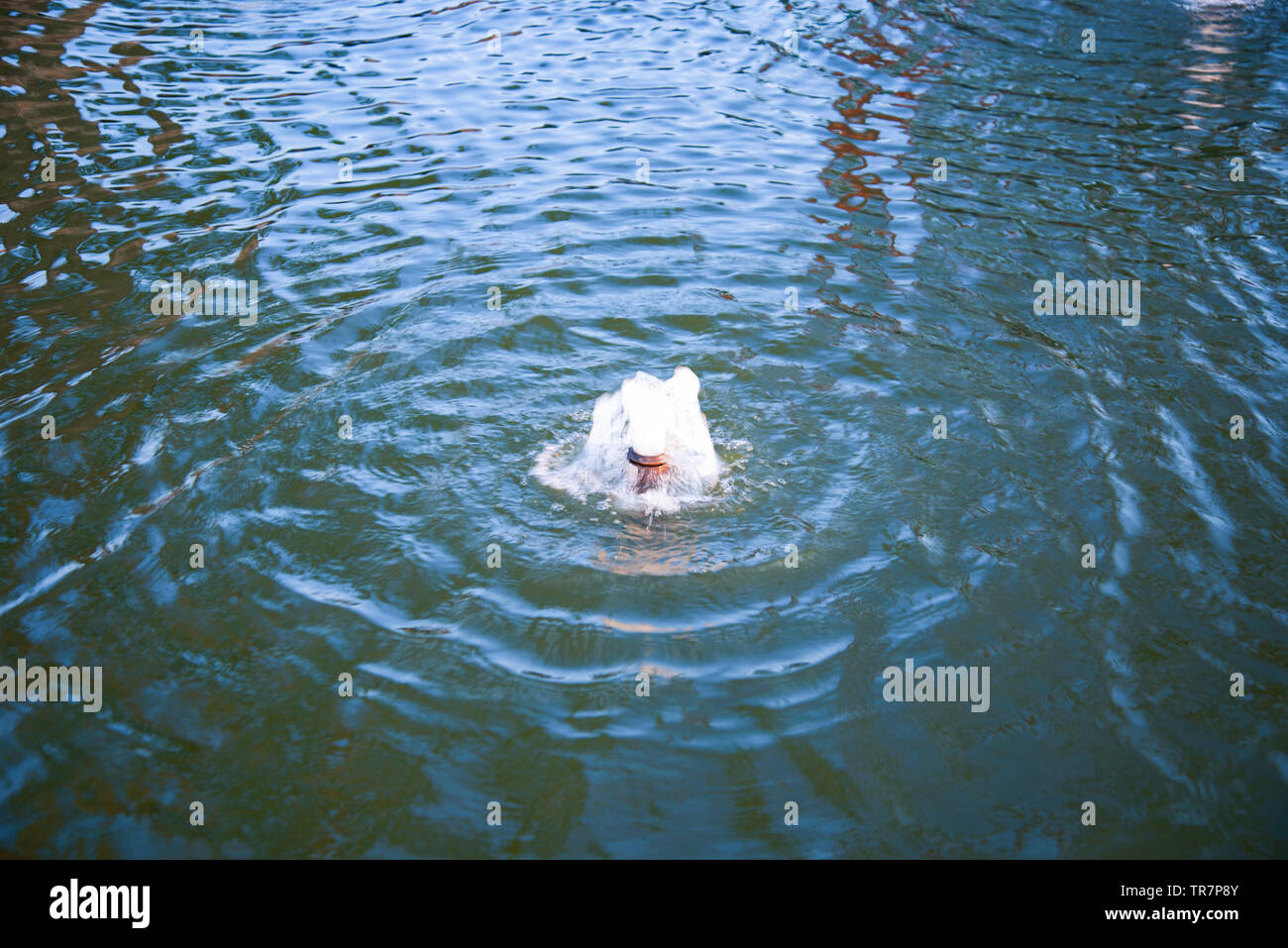 La piccola fontana nel giardino di stagno di acqua di superficie sullo sfondo Foto Stock