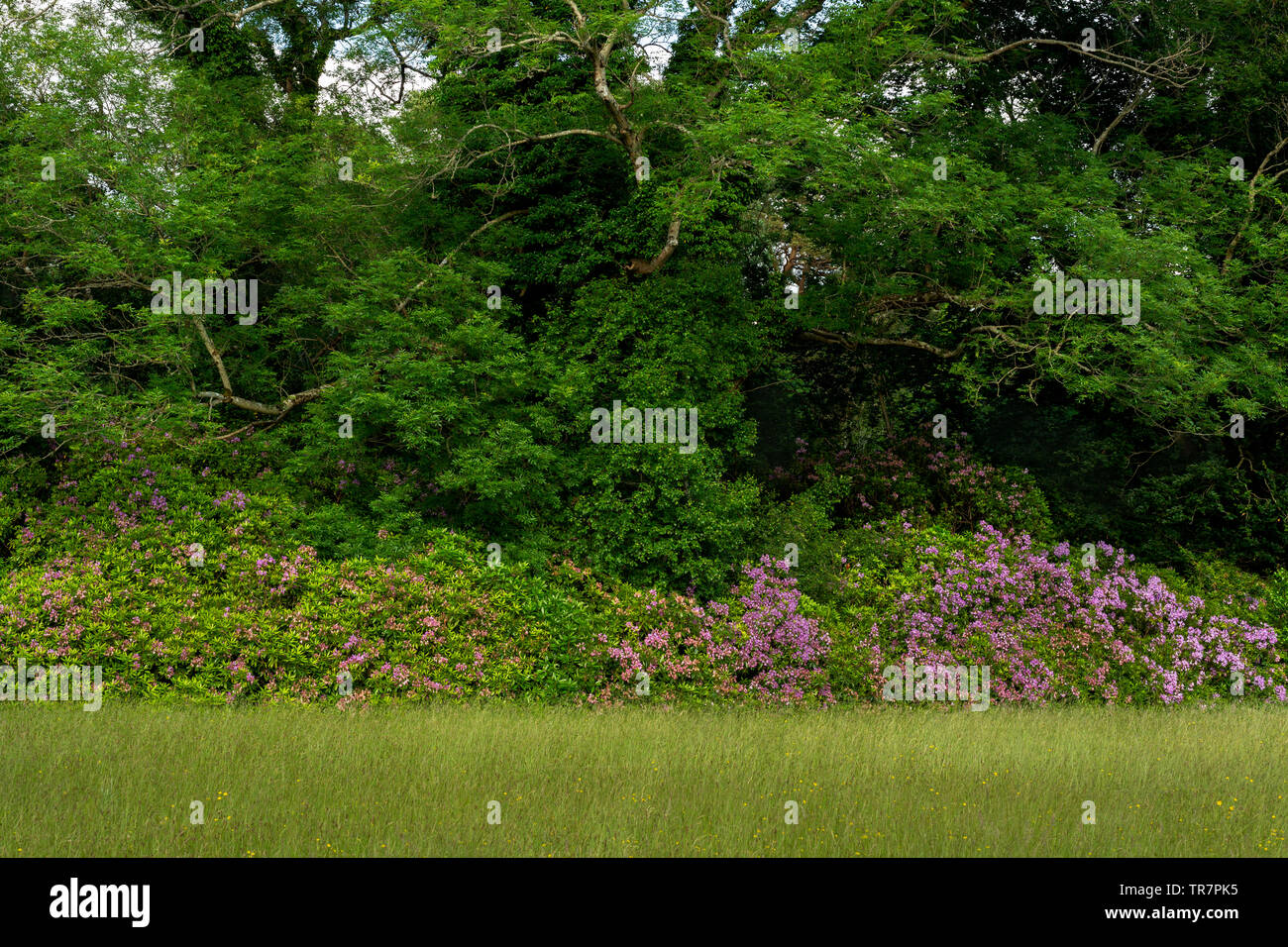 Infestazione invasiva non nativa di rododendri nel Killarney National Park, County Kerry, Irlanda Foto Stock