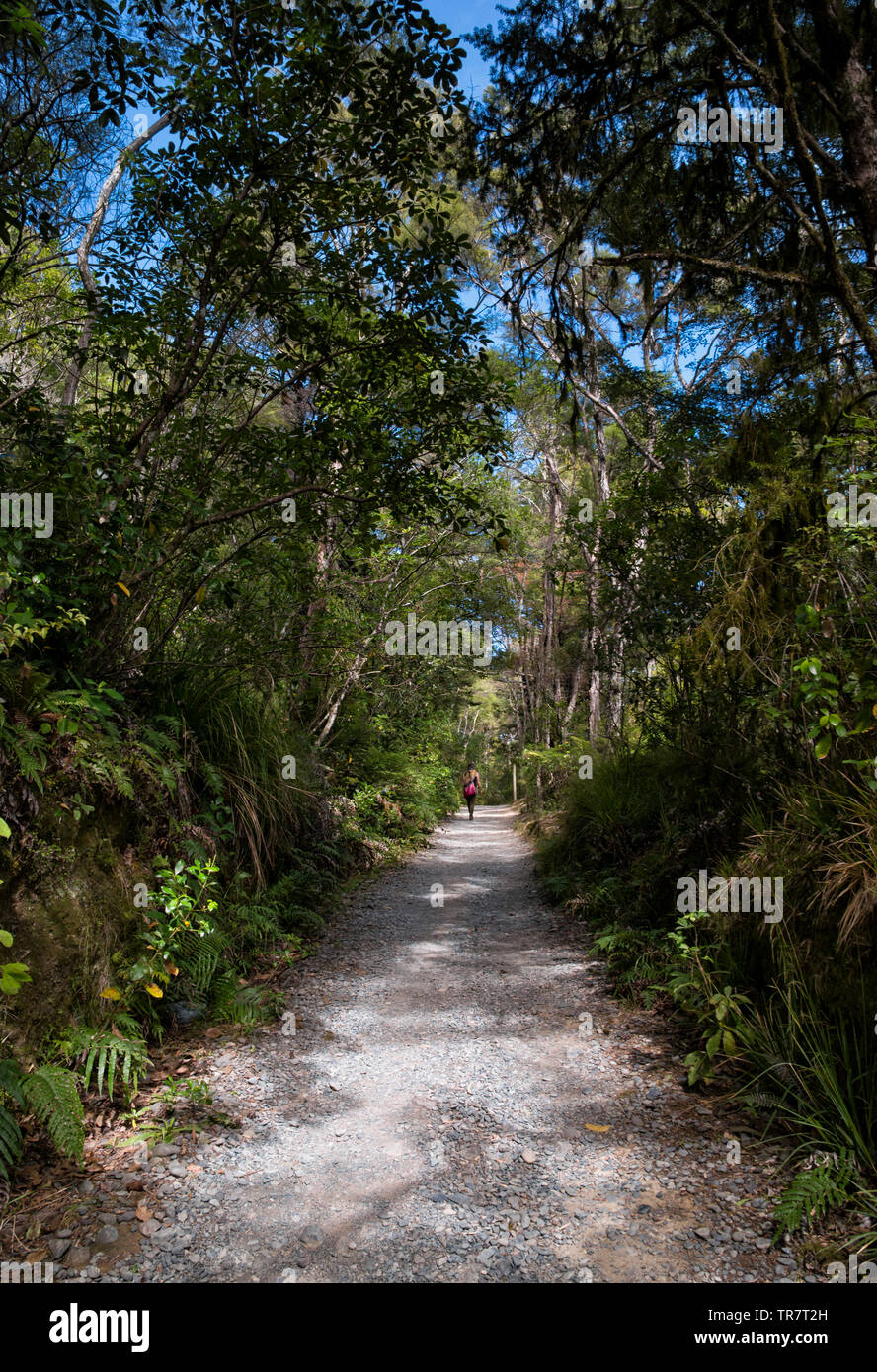Una passeggiata attraverso la foresta al fiume Pelorus, nella regione di Marlborough di Nuova Zelanda Foto Stock