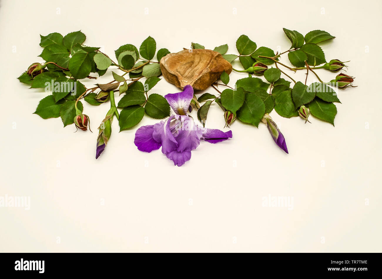 I boccioli di rose rosse sui rami con foglie e germogli di iris sui lati nel mezzo di una bellissima pietra Travertino con iris fiore su un bianco Foto Stock
