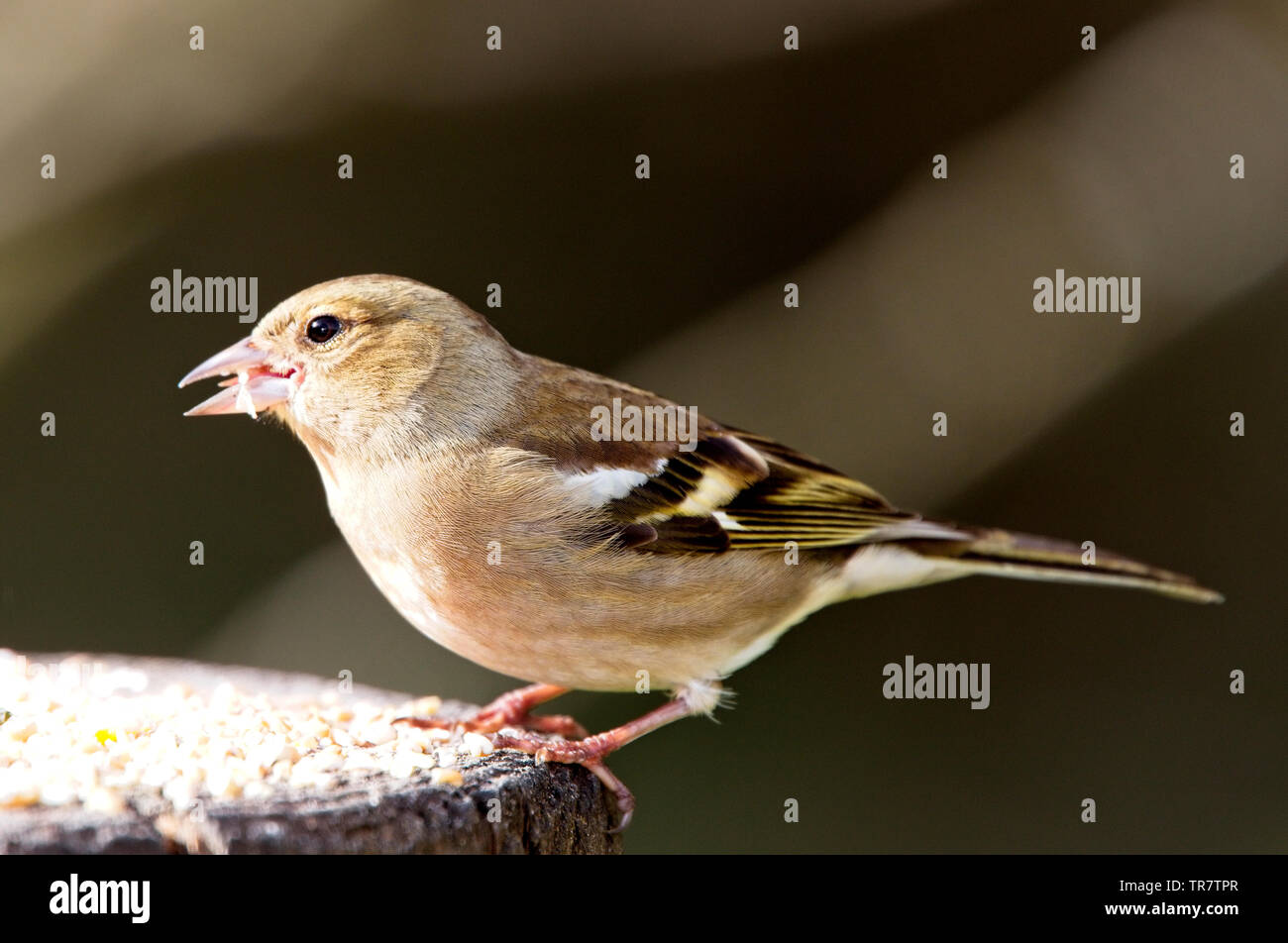 (Fringuello Fringilla coelebs), maschio su un post, Quantock Hills, Somerset, Inghilterra, Regno Unito. Foto Stock