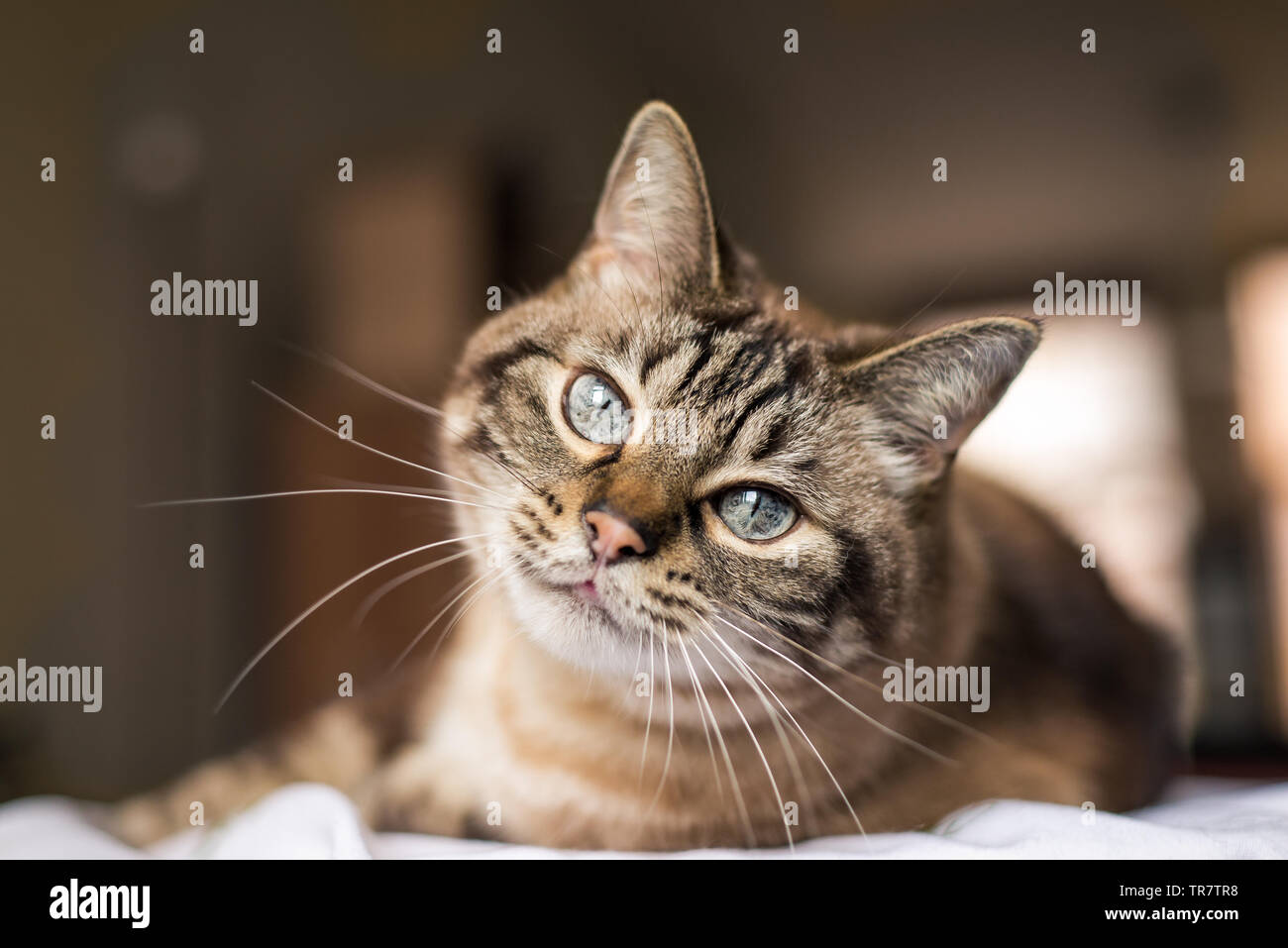 Carino tabby gatto con gli occhi blu guardando la telecamera Foto Stock